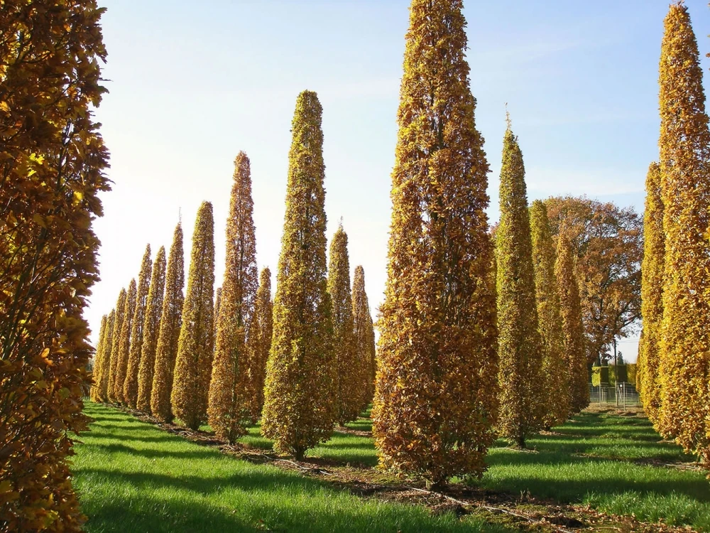 Quercus robur 'Fastigiata' (Dąb szypułkowy 'Fastigiata')