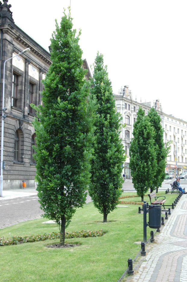 Quercus robur 'Fastigiata' (Dąb szypułkowy 'Fastigiata')