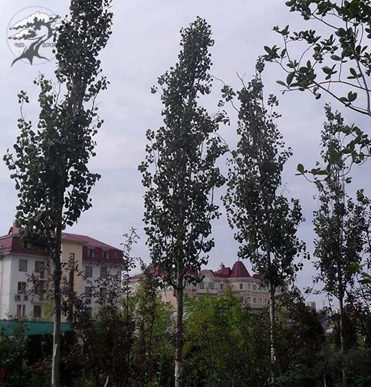 Populus deltoides ‘Purple Tower’ PBR (Topola amerykańska ‘Purple Tower’)
