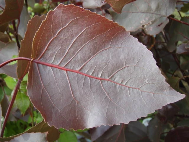 Populus deltoides ‘Purple Tower’ PBR (Topola amerykańska ‘Purple Tower’)