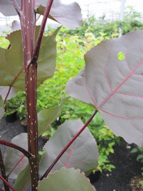 Populus deltoides ‘Purple Tower’ PBR (Topola amerykańska ‘Purple Tower’)