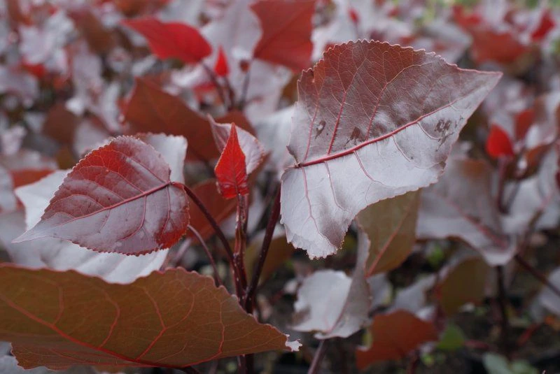 Populus deltoides ‘Purple Tower’ PBR (Topola amerykańska ‘Purple Tower’)