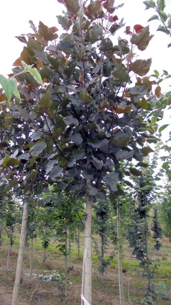 Populus deltoides ‘Purple Tower’ PBR (Topola amerykańska ‘Purple Tower’)
