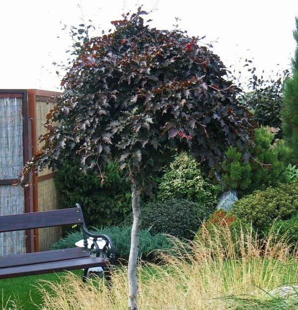 Fagus sylvatica 'Rohan Weeping' (Buk pospolity 'Rohan Weeping')