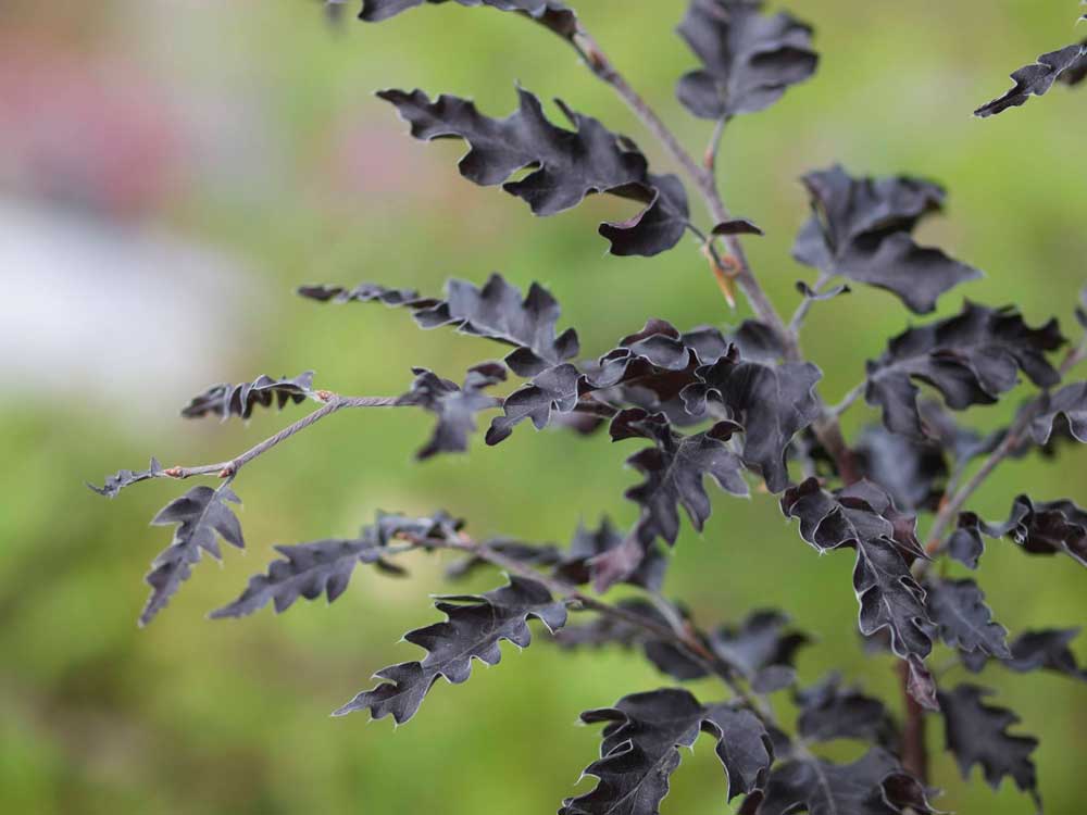 Fagus sylvatica 'Rohan Weeping' (Buk pospolity 'Rohan Weeping')