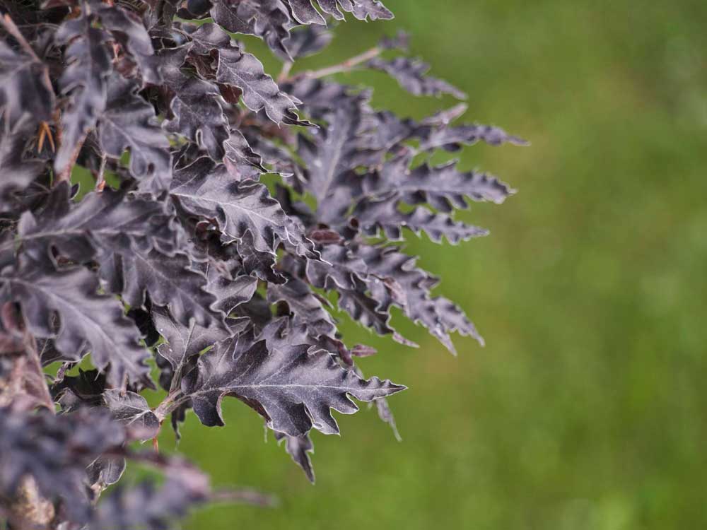 Fagus sylvatica 'Rohan Weeping' (Buk pospolity 'Rohan Weeping')