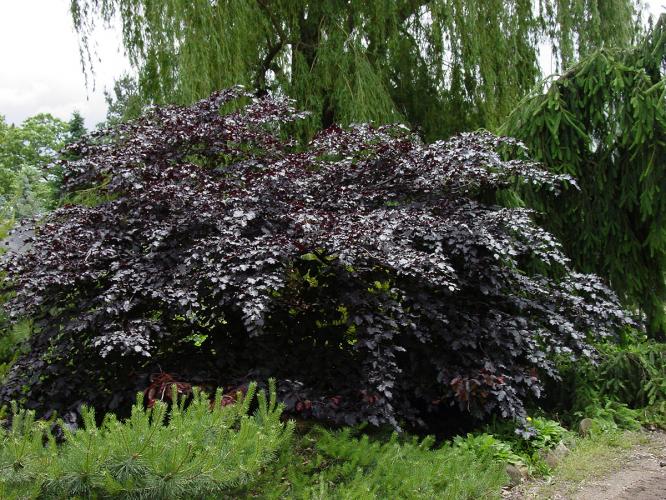 Fagus sylvatica 'Tortuosa Purpurea' (Buk pospolity 'Tortuosa Purpurea')