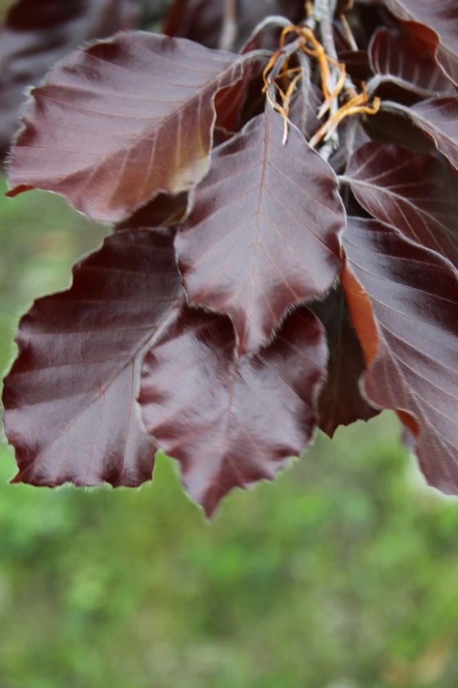 Fagus sylvatica 'Tortuosa Purpurea' (Buk pospolity 'Tortuosa Purpurea')