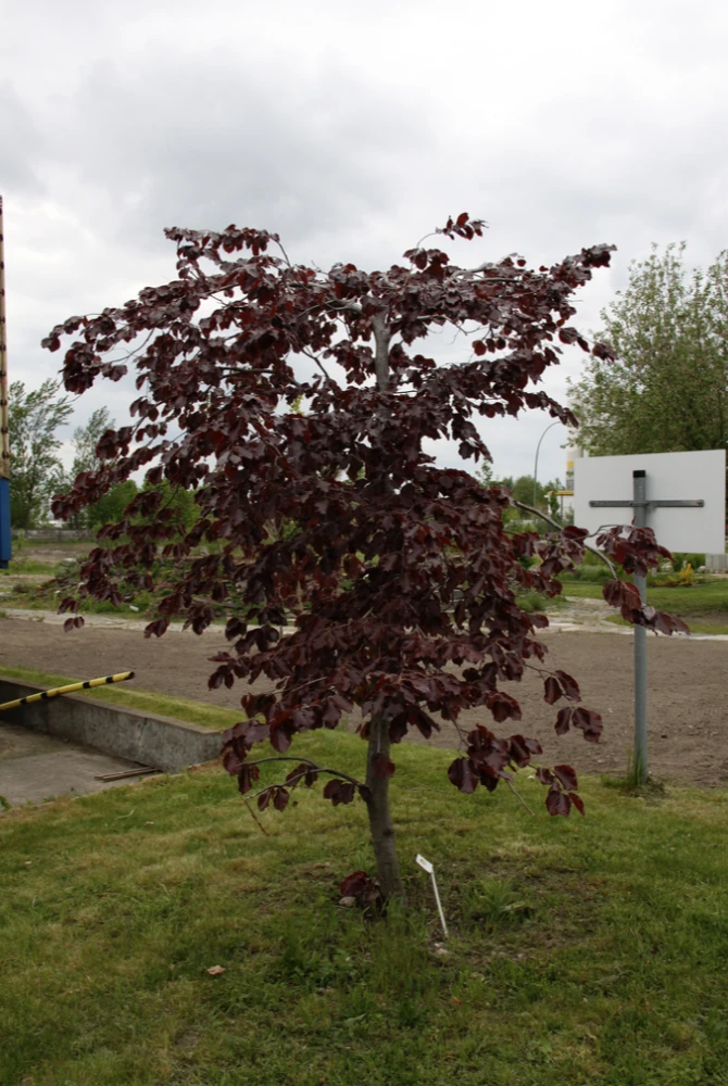 Fagus sylvatica 'Tortuosa Purpurea' (Buk pospolity 'Tortuosa Purpurea')