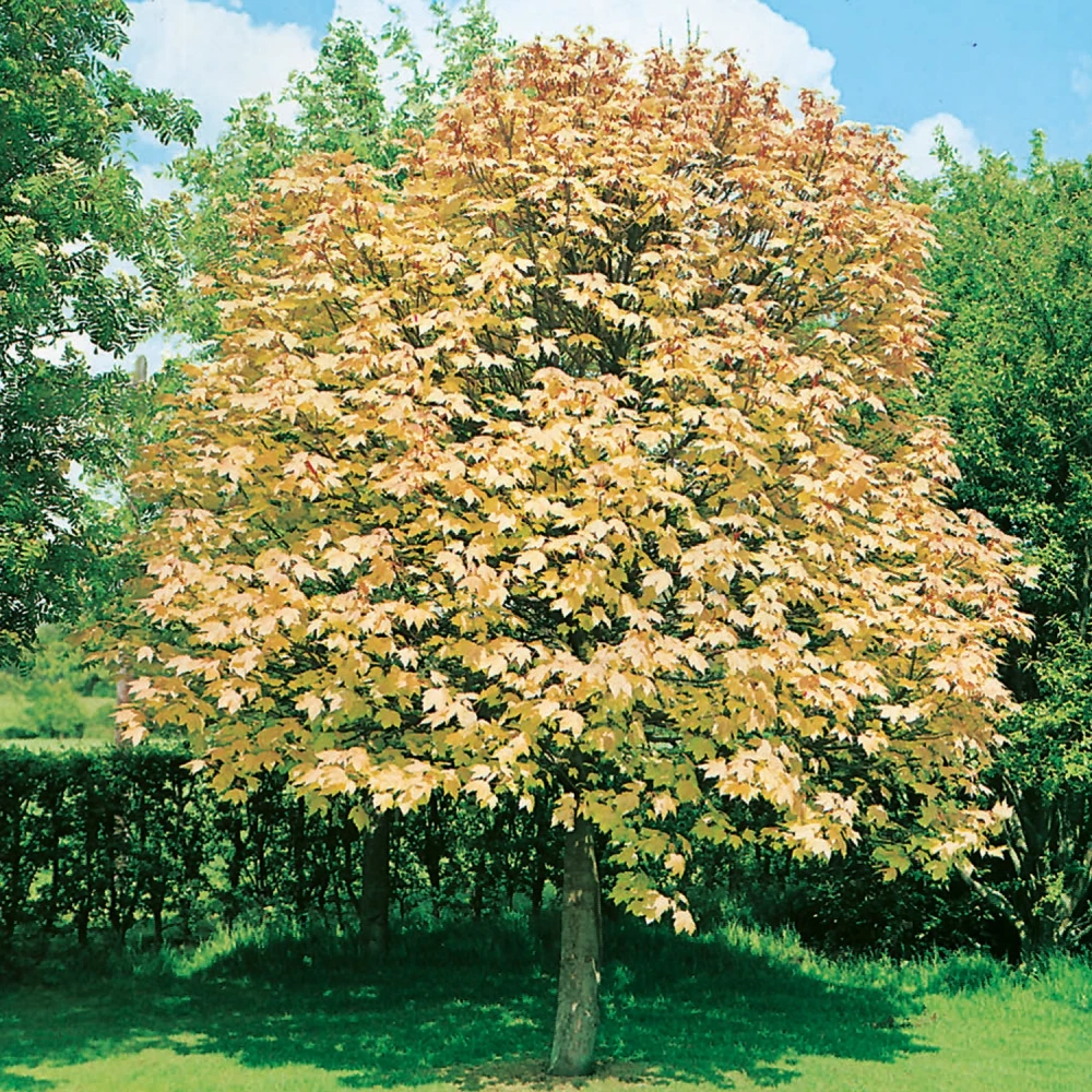 Acer pseudoplatanus 'Brilliantissimum' (Klon jawor 'Brilliantissimum')
