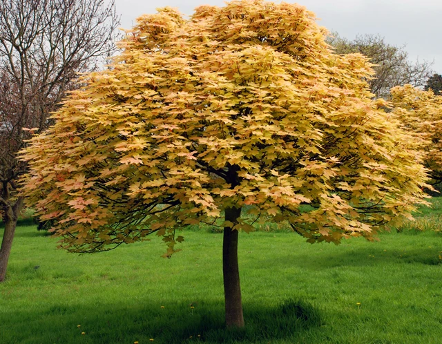 Acer pseudoplatanus 'Brilliantissimum' (Klon jawor 'Brilliantissimum')