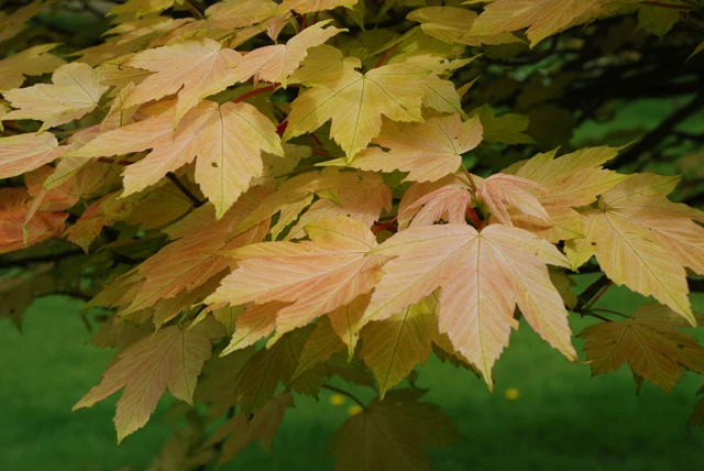 Acer pseudoplatanus 'Brilliantissimum' (Klon jawor 'Brilliantissimum')