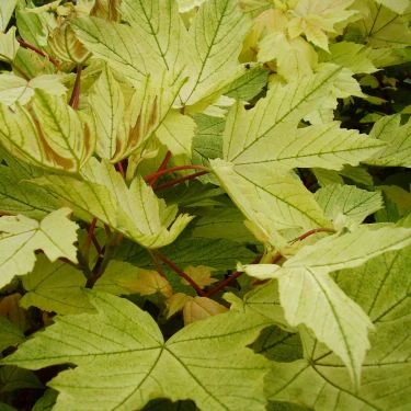 Acer pseudoplatanus 'Brilliantissimum' (Klon jawor 'Brilliantissimum')