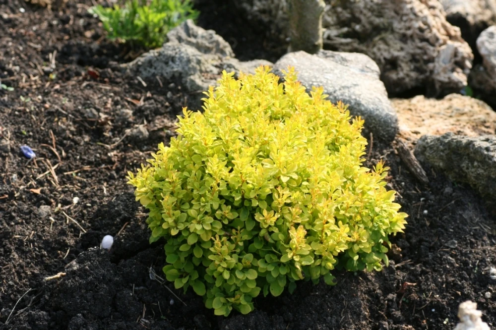 Berberis thunbergii 'Tiny Gold' (Berberys Thunberga 'Tiny Gold')