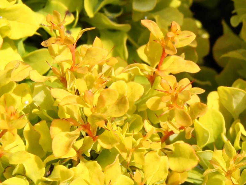 Berberis thunbergii 'Tiny Gold' (Berberys Thunberga 'Tiny Gold')