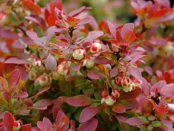 Berberis thunbergii 'Admiration' (Berberys Thunberga 'Admiration')