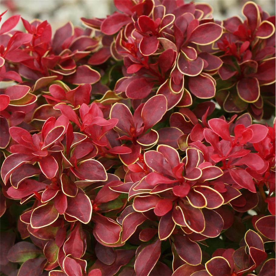 Berberis thunbergii 'Admiration' (Berberys Thunberga 'Admiration')