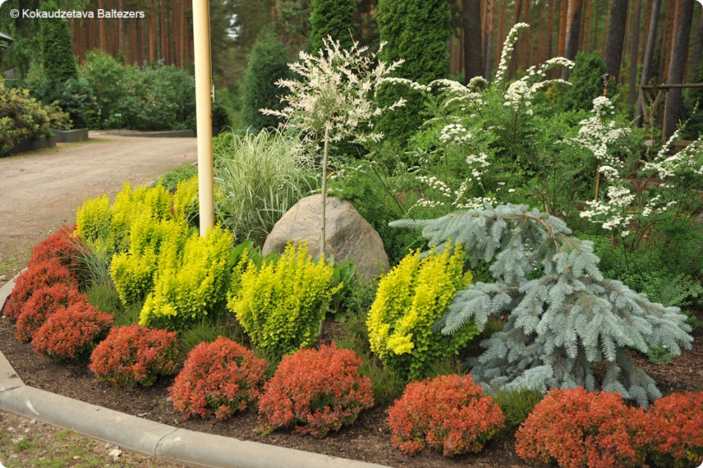 Berberis thunbergii 'Admiration' (Berberys Thunberga 'Admiration')