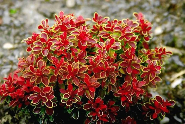 Berberis thunbergii 'Admiration' (Berberys Thunberga 'Admiration')