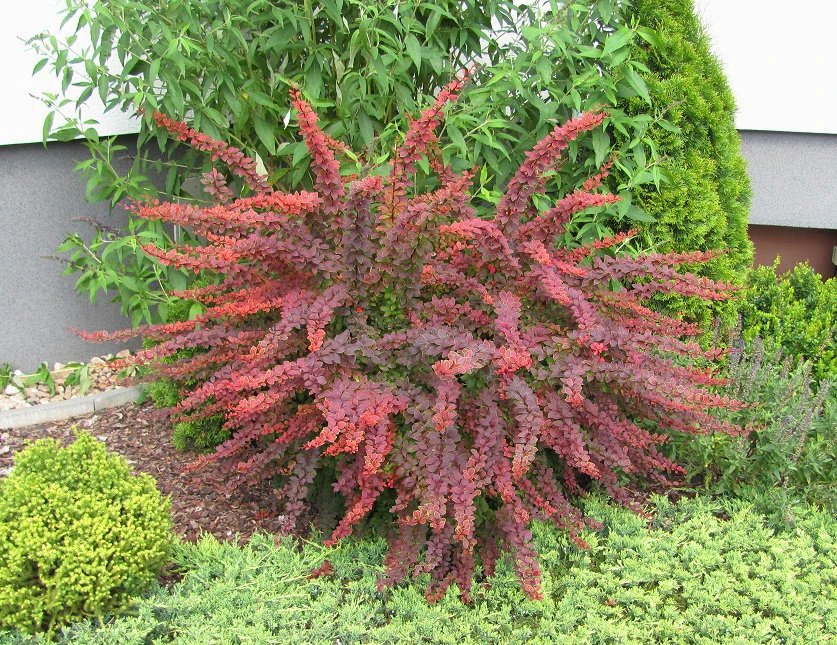 Berberis thunbergii 'Golden Ring' (Berberys Thunberga 'Golden Ring')