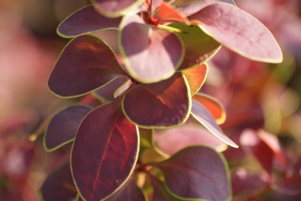 Berberis thunbergii 'Golden Ring' (Berberys Thunberga 'Golden Ring')