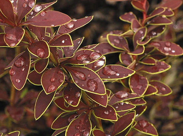 Berberis thunbergii 'Golden Ring' (Berberys Thunberga 'Golden Ring')