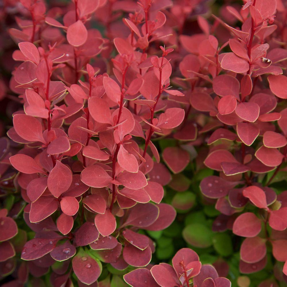 Berberis thunbergii 'Orange Rocket' (Berberys Thunberga 'Orange Rocket')