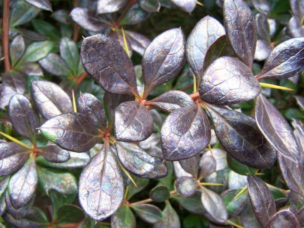 Berberis ×media 'Red Jewel' (Berberys pośredni 'Red Jewel')