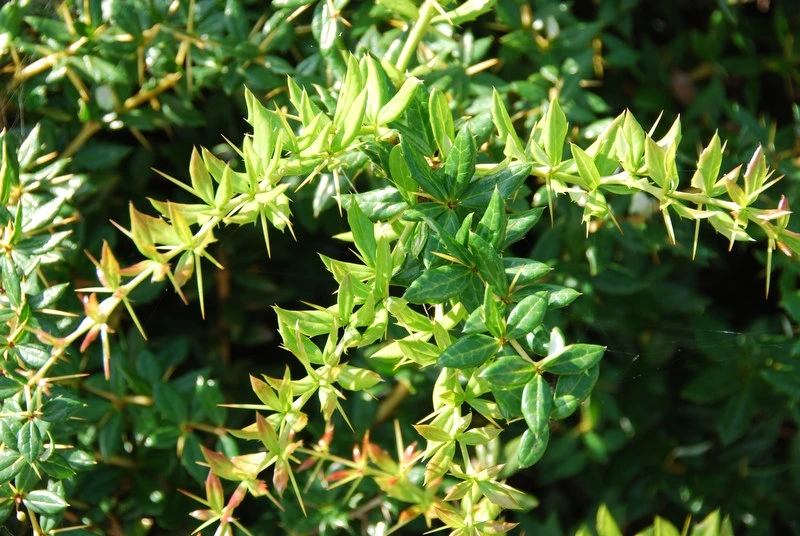 Berberis ×frikartii 'Telstar' (Berberys Frikarta 'Telstar')