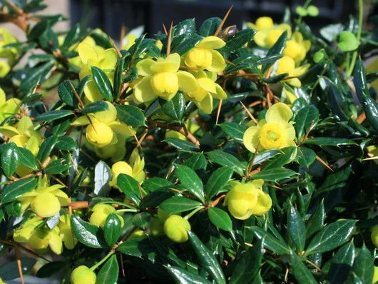 Berberis ×frikartii 'Telstar' (Berberys Frikarta 'Telstar')