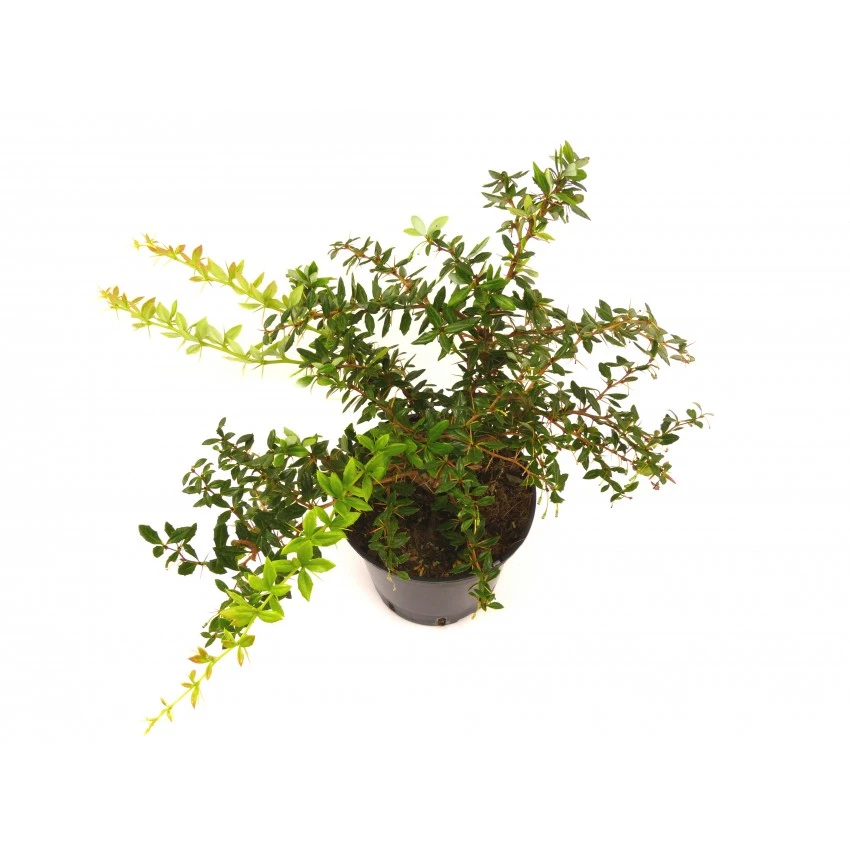 Berberis ×frikartii 'Telstar' (Berberys Frikarta 'Telstar')