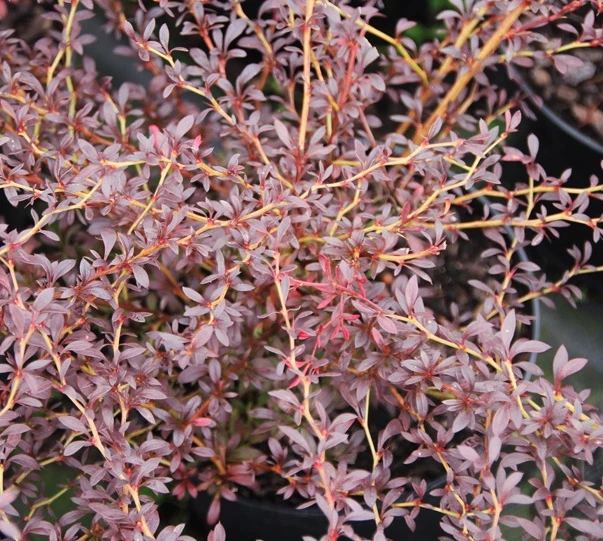 Berberis thunbergii 'Red Dream' (Berberys Thunberga 'Red Dream')