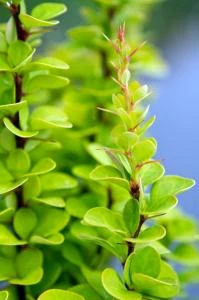 Berberis thunbergii 'Erecta' (Berberys Thunberga 'Erecta')