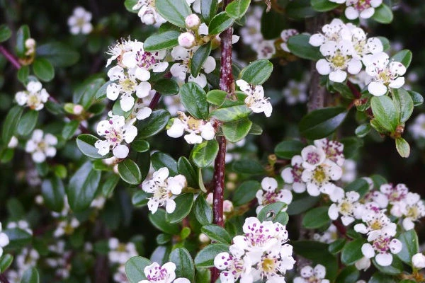 Cotoneaster dammeri (Irga płożąca)