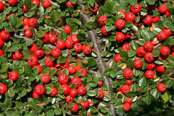 Cotoneaster dammeri (Irga płożąca)