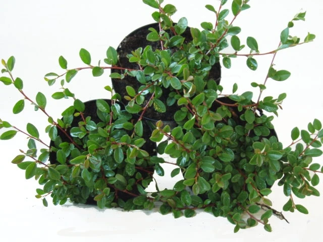 Cotoneaster dammeri (Irga płożąca)
