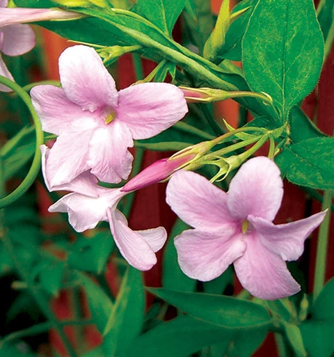 Jasminum Stephanense (Jaśmin Stefana)