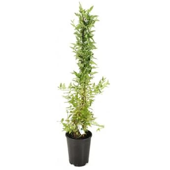 Jasminum Stephanense (Jaśmin Stefana)