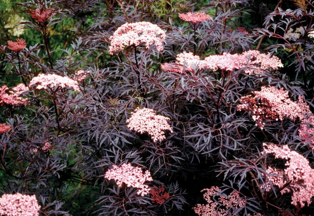 Sambucus nigra BLACK TOWER 'Eiffel1' (Bez czarny BLACK TOWER 'Eifel1')