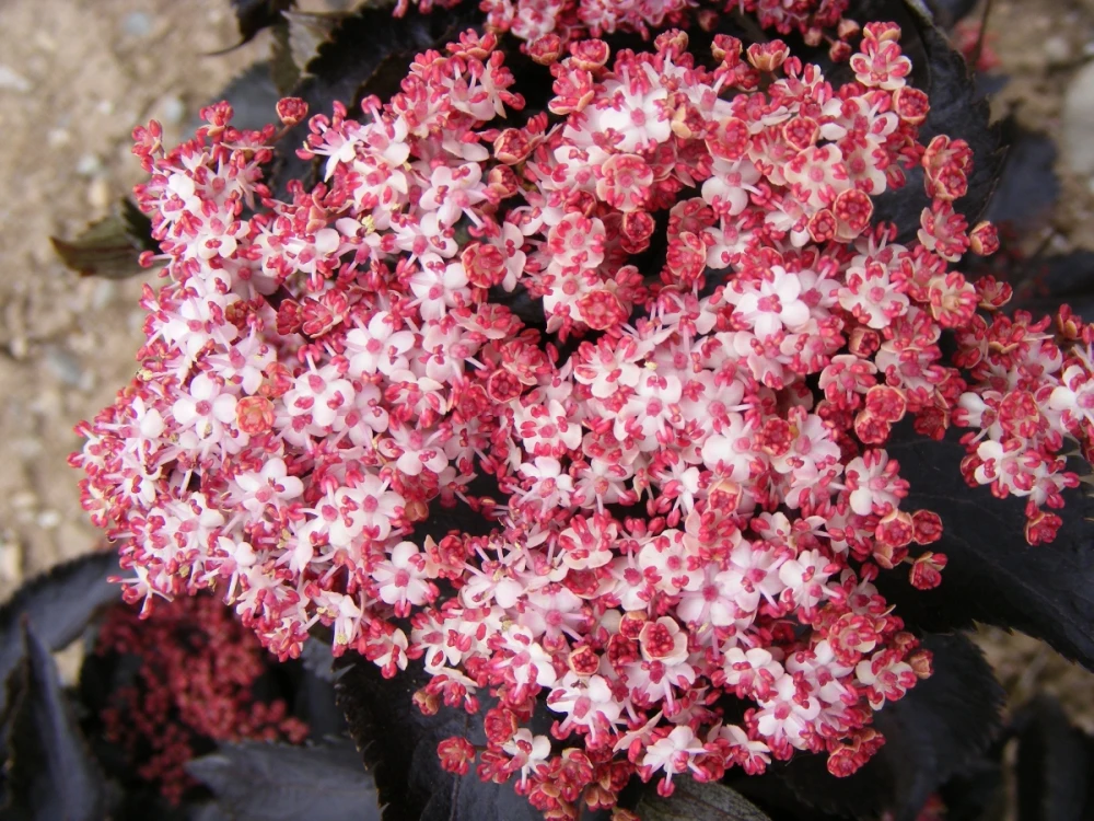 Sambucus nigra BLACK TOWER 'Eiffel1' (Bez czarny BLACK TOWER 'Eifel1')