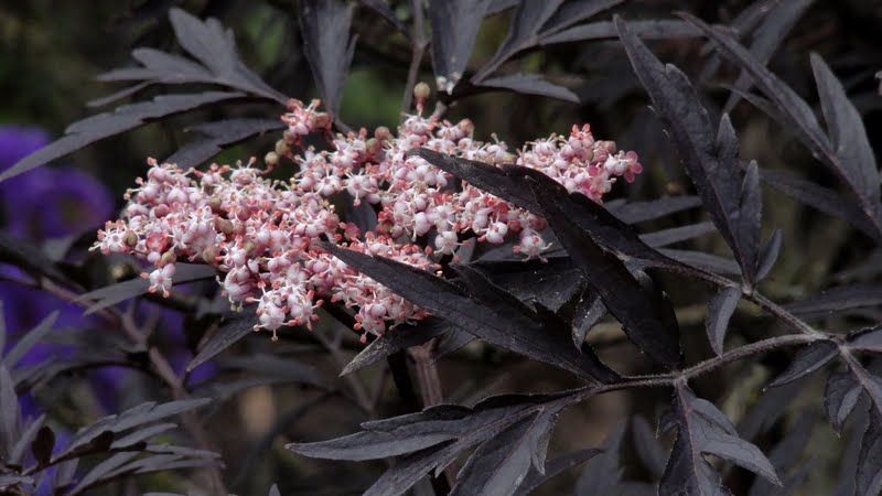 Sambucus nigra BLACK TOWER 'Eiffel1' (Bez czarny BLACK TOWER 'Eifel1')