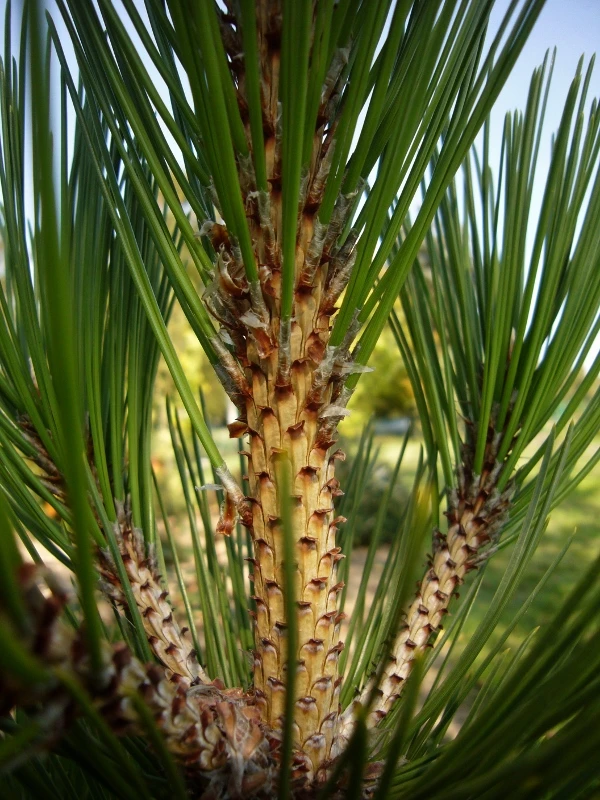 Pinus heldreichii 'Horák' (Sosna bośniacka 'Horák')