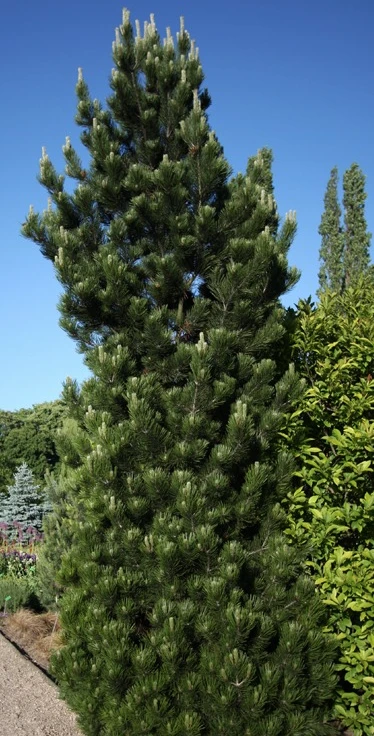 Pinus heldreichii 'Horák' (Sosna bośniacka 'Horák')