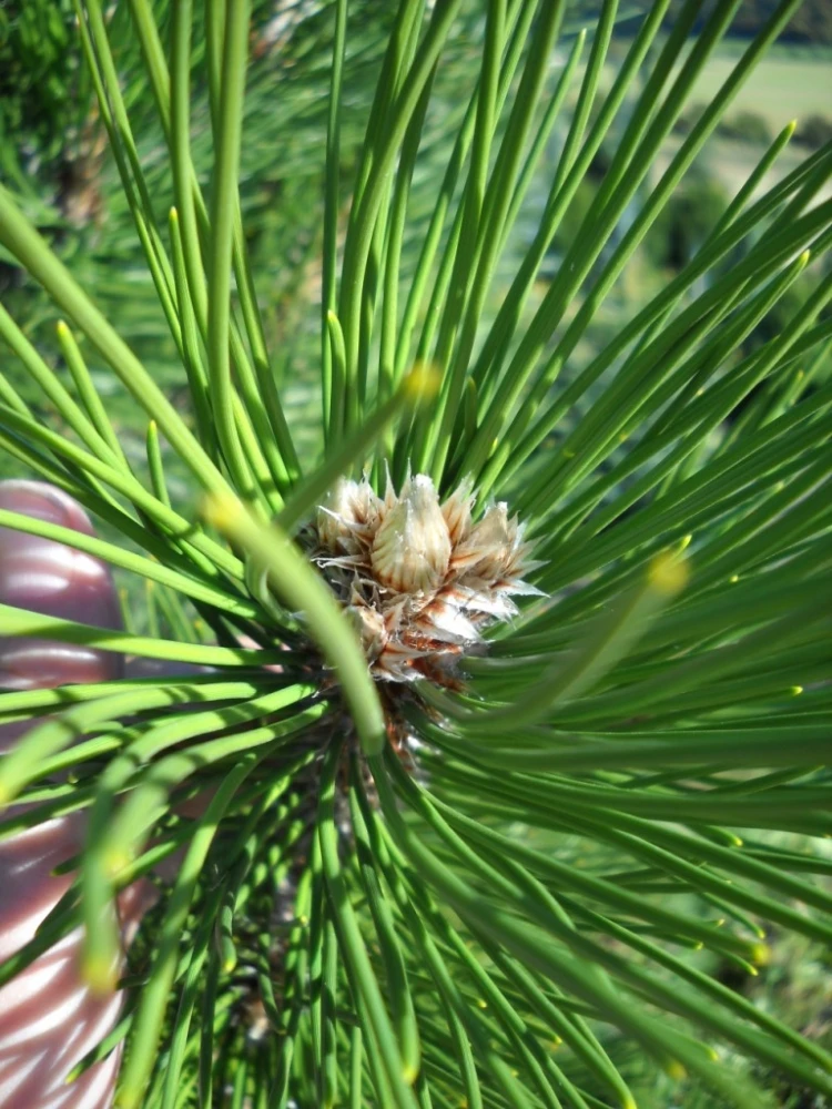 Pinus heldreichii 'Horák' (Sosna bośniacka 'Horák')