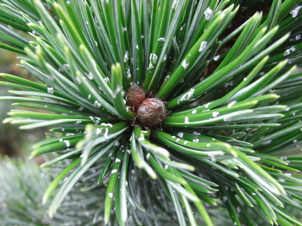 Pinus Aristata (Sosna Oścista)