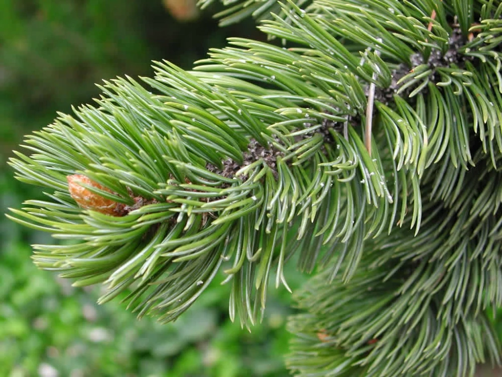 Pinus Aristata (Sosna Oścista)
