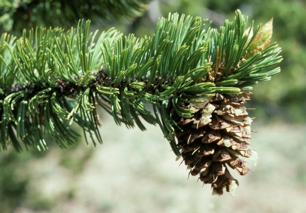 Pinus Aristata (Sosna Oścista)