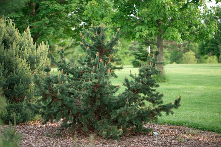Pinus Aristata (Sosna Oścista)