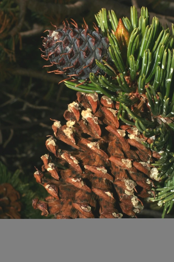 Pinus Aristata (Sosna Oścista)