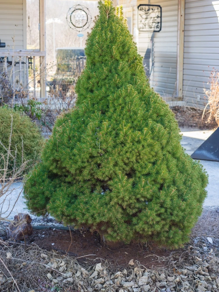 Picea glauca 'Conica' (Świerk biały 'Conica')